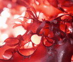 Astaxanthin