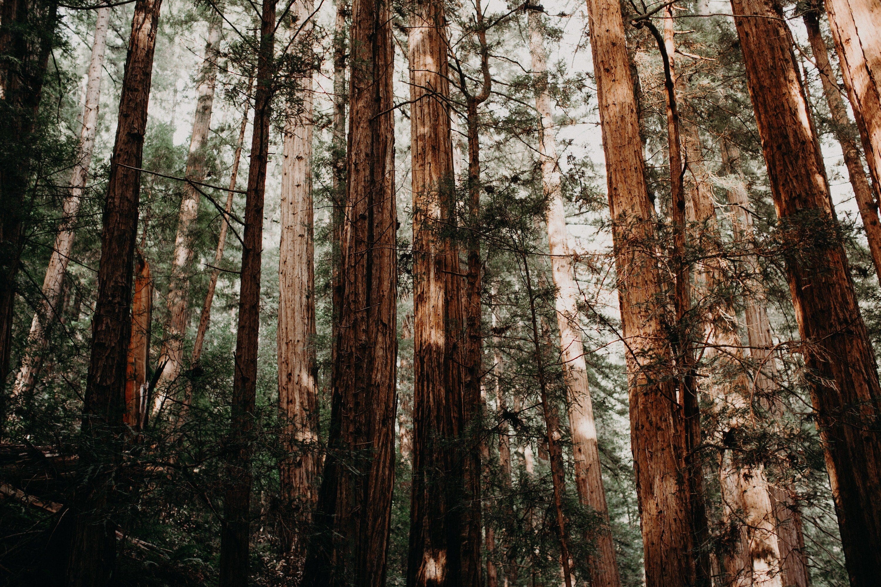 Forest Bathing: Why We Love This Practice + How To Do It (Even Without a Forest)