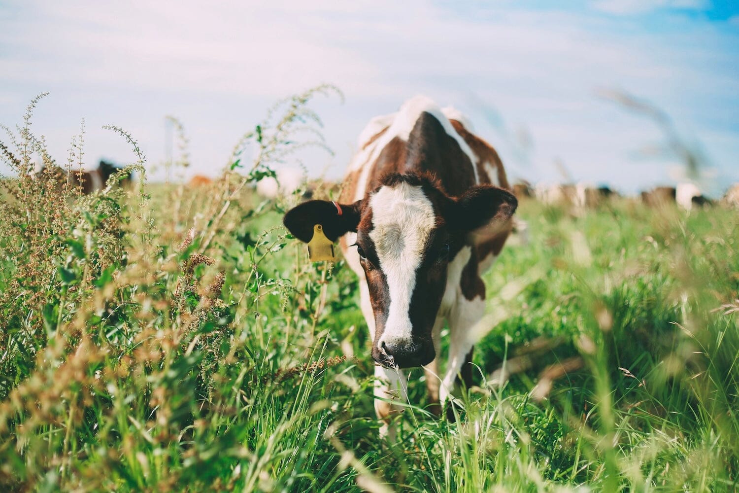Raw Milk: Where Does the Truth Lie? With Raw Milk Expert Mark McAfee