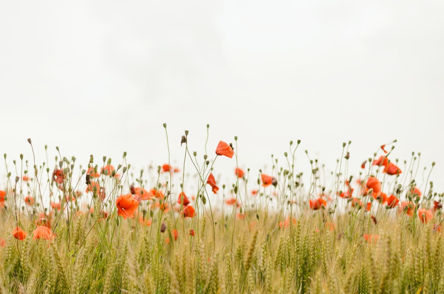 Looking For Natural Allergy Relief? Here are 14 Ideas for Effective Relief + Prevention