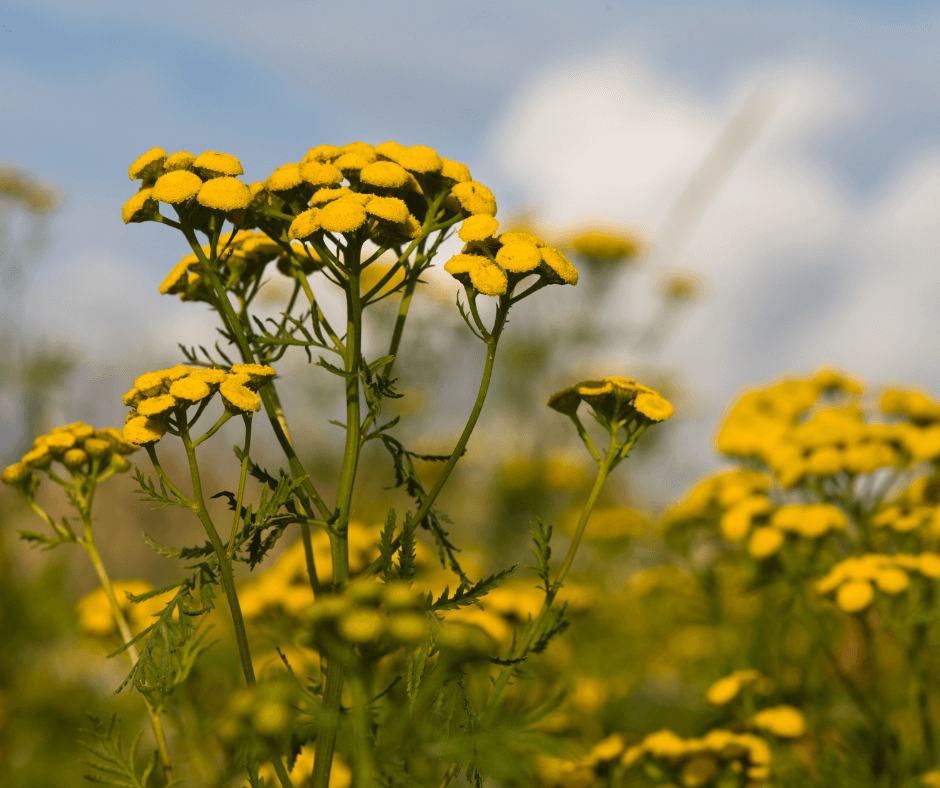 Blue Tansy