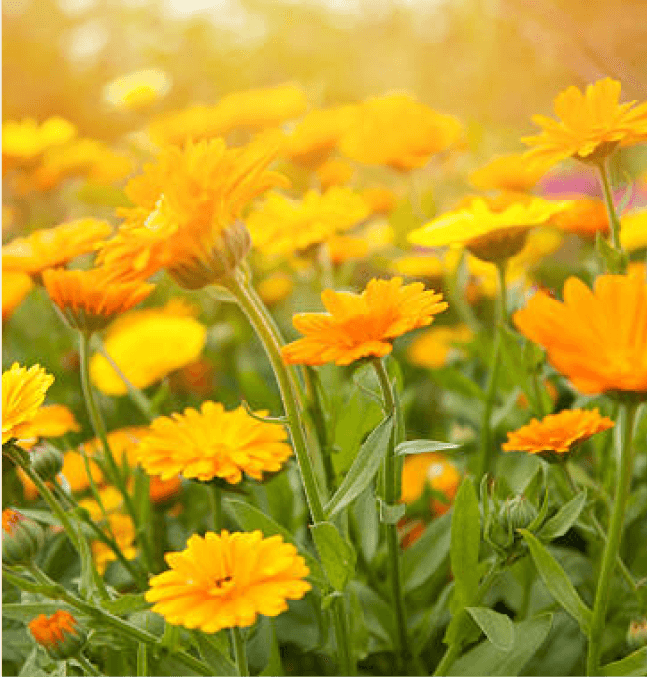 Bright orange calendula flowers in full bloom on a sunny day