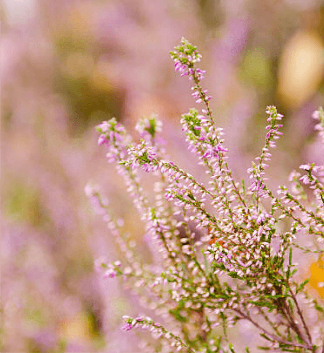 Close-up of pink heather flowers in bloom against a blurred background