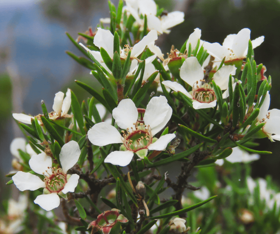 Manuka Essential Oil