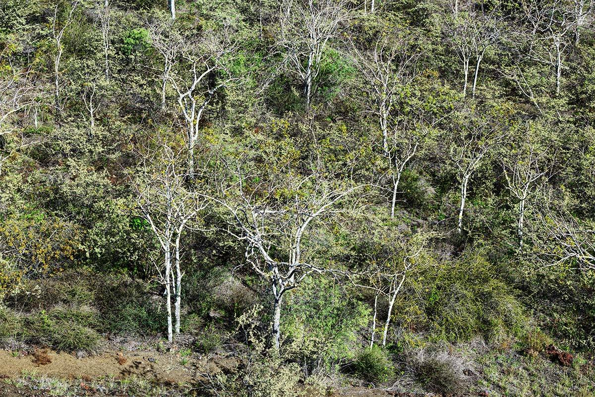 Palo Santo Trees