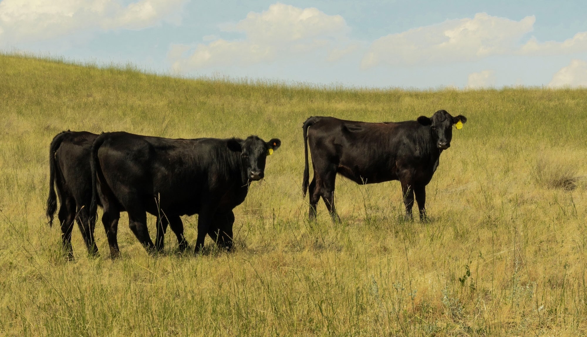 Tallow from Grass-Fed Cows