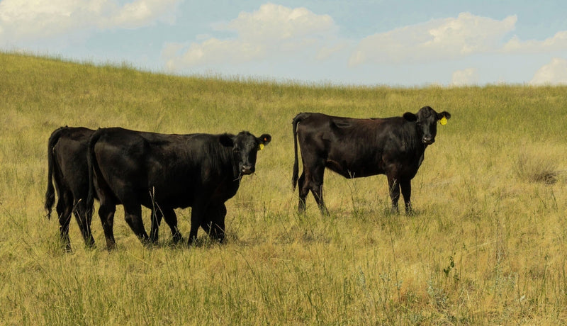 Black cows grazing in a green pasture.