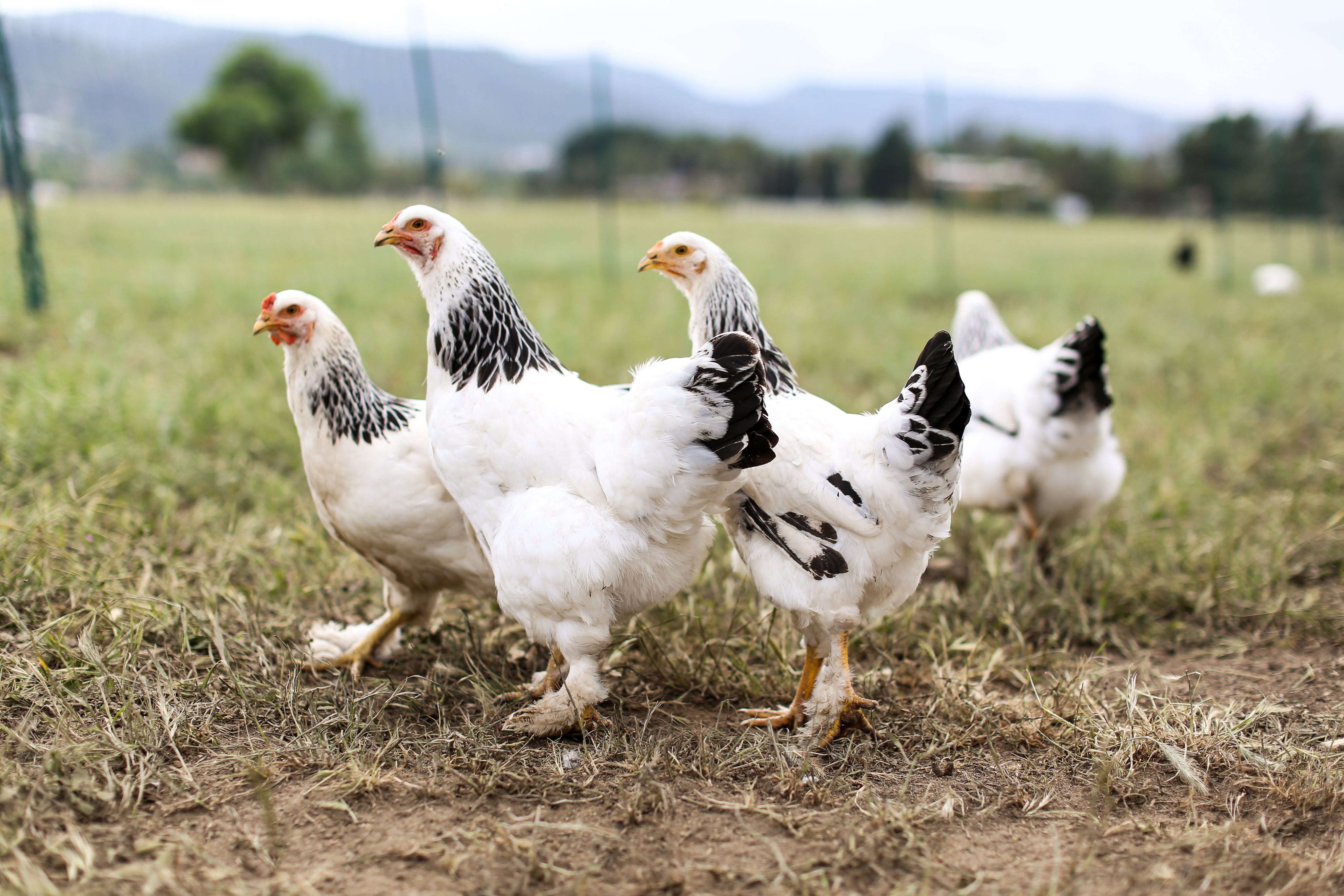 Primally Pure Farm Chickens