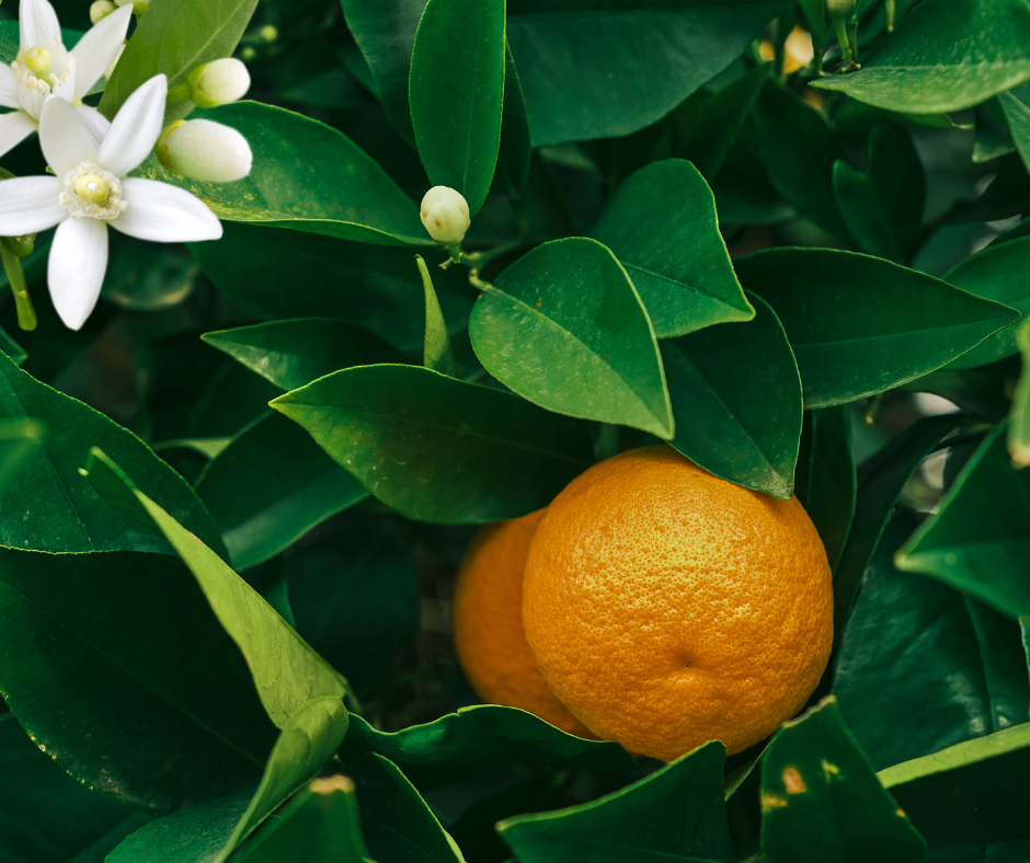 Neroli